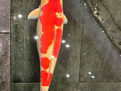 -唐山河头老街国丰维景国际大酒店