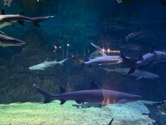 -烟台海昌鲸鲨海洋公园