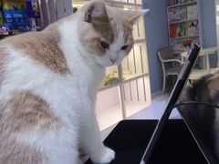 -喵的天空名猫咖啡馆·撸猫·猫舍·用品