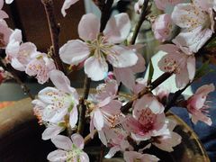 -桃源咖啡厅(武夷山大红袍山庄店)