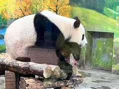 -上海野生动物园