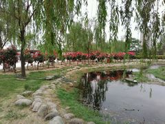 -咸阳湖景区-古渡公园