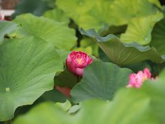 -莲花池公园