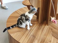 -飞行喵MR PILOT|猫舍·猫咖(静安大融城店)