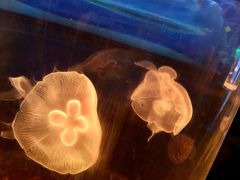 -西安曲江海洋极地公园