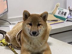 -瑞派雷欧宠物医院·中兽医·眼科·急重症转诊中心(黄台店)