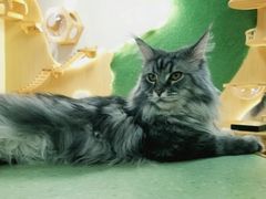 -猫和宫(六道口店)