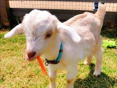 -前小桔亲子创意农场·草莓采摘·露营烧烤