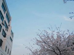 -武汉大学-樱园