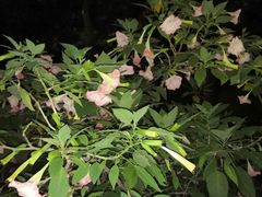 -廖老妈蹄花店(人民公园陕西街259号店)