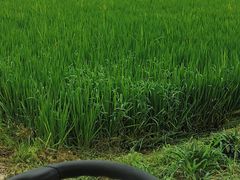 -嘉北郊野公园