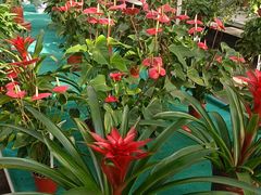 -西部兰花园生态园