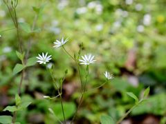 -青峰峡国家森林公园