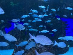 -瑞普利水族馆