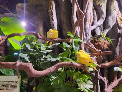 -正佳雨林生态植物园
