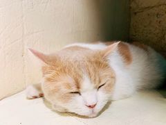 -猫小院猫主题咖啡厅(北锣店)