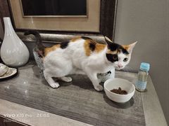 -德元·美联众合24小时动物医院(总院)