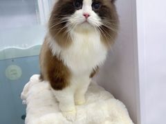 -爱洗澡的猫(望京店)