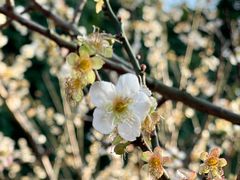 -玉树公园