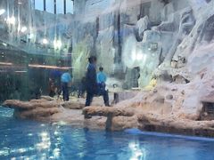 -帝企鹅自助餐厅•儿童岛•真企鹅(长隆企鹅酒店)