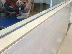 -芭比堂动物医院广州顽皮分院
