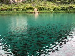 -靖西鹅泉风景区