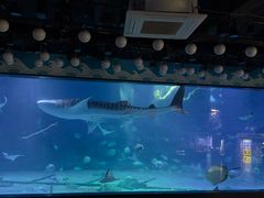 -烟台海昌鲸鲨海洋公园