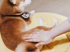 -逗柴咖啡屋·狗咖猫咖宠物桌游