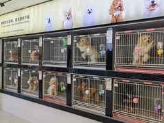 -翊宠yipet猫狗购宠庄园犬舍•猫舍