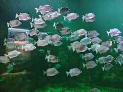 -洛阳龙门海洋馆