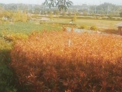 -那考河湿地公园