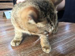 猫咪-107粉铺