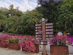 -西双版纳原始森林公园