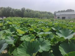 -白洋淀景区