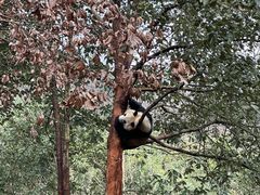 -都江堰中华大熊猫苑