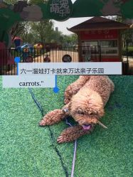 -萌宠亲子动物乐园(槐房万达店)