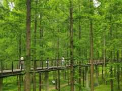 -黄海国家森林公园