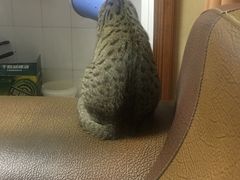 -美美宠物诊疗中心·异宠·骨科(滨江东信分院)