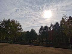 -九科绿洲