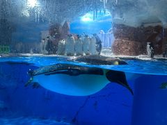 -海合安成都极地海洋公园