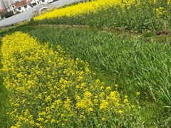 -小鱼草莓采摘园农家乐·小鱼餐厅