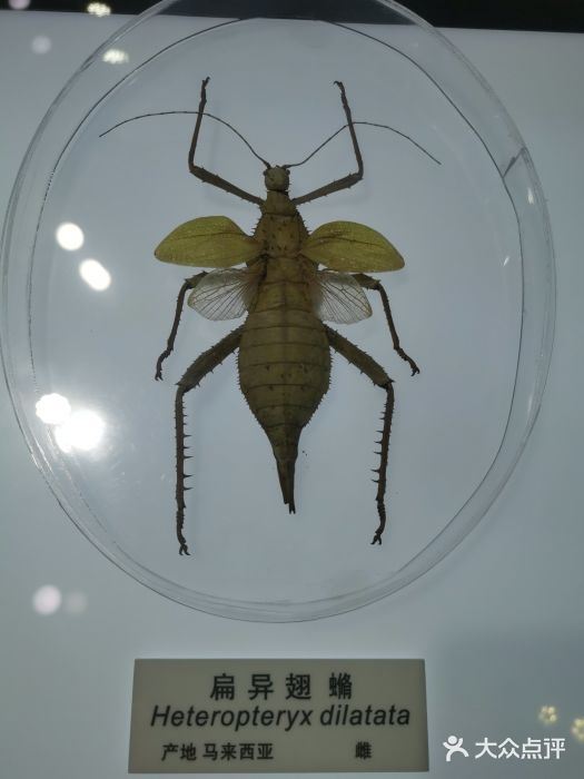 上海昆虫博物馆图片