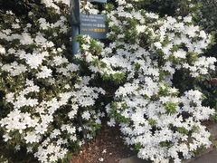 -墨尔本皇家植物园