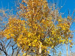 -北京西山国家森林公园