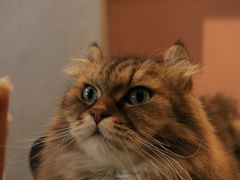 -猫儿山۰猫主题餐厅