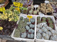 -桂林市花鸟市场