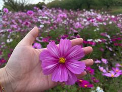 -花开海上生态园