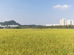 -光明小镇欢乐田园