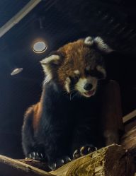 -Zoolung Zoolung动物主题公园(海信广场店)