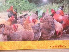 -鼎记胡椒猪肚鸡美食(德庆大道店)